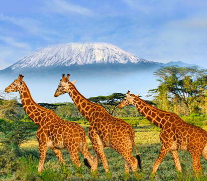 Kenya Safari & Zanzibar Escape
