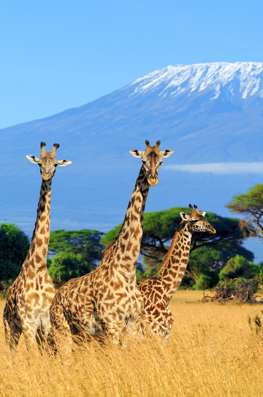 GIRAFFE CENTER