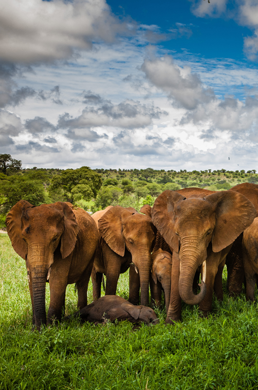 TARANGIRI NATIONAL PARK